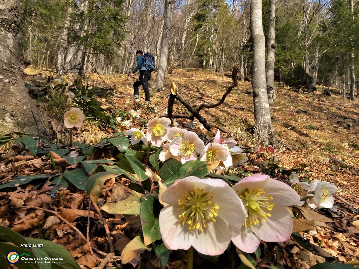 11 Bellissimi ellebori sul sent. 7 nel Bosco Giulia.JPG